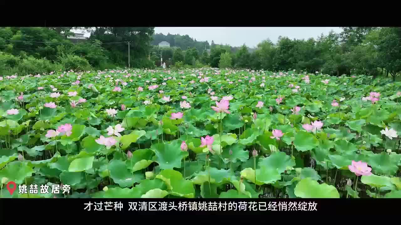 双清：盛夏将至寻荷去，误入藕花深处