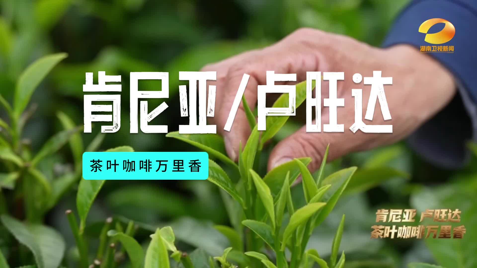 企业在长沙 产地在非洲 迟玉文没有选择坐在国内办公室 而是在非洲扎根！