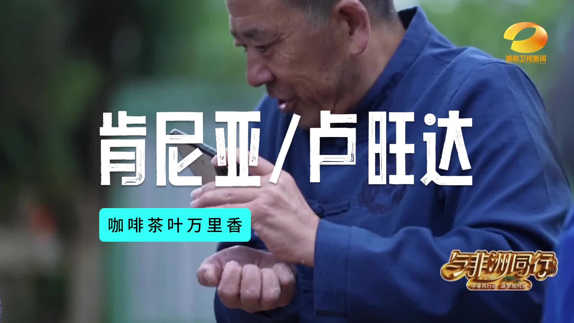 迟玉文和伙伴们 能否让非洲长出的中国茶 如期亮相中非经贸博览会？