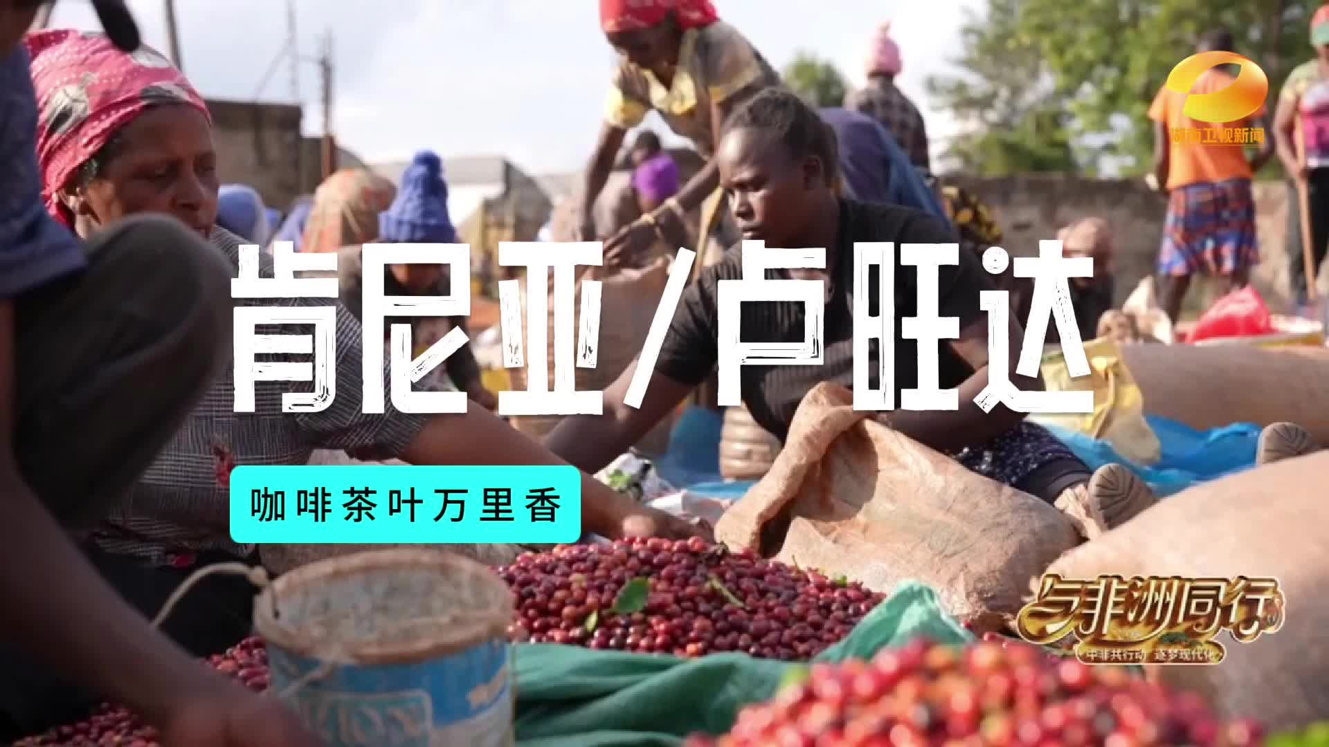 迟玉文事业进入收获期 产自肯尼亚的咖啡 也将亮相今年的中非经贸博览会