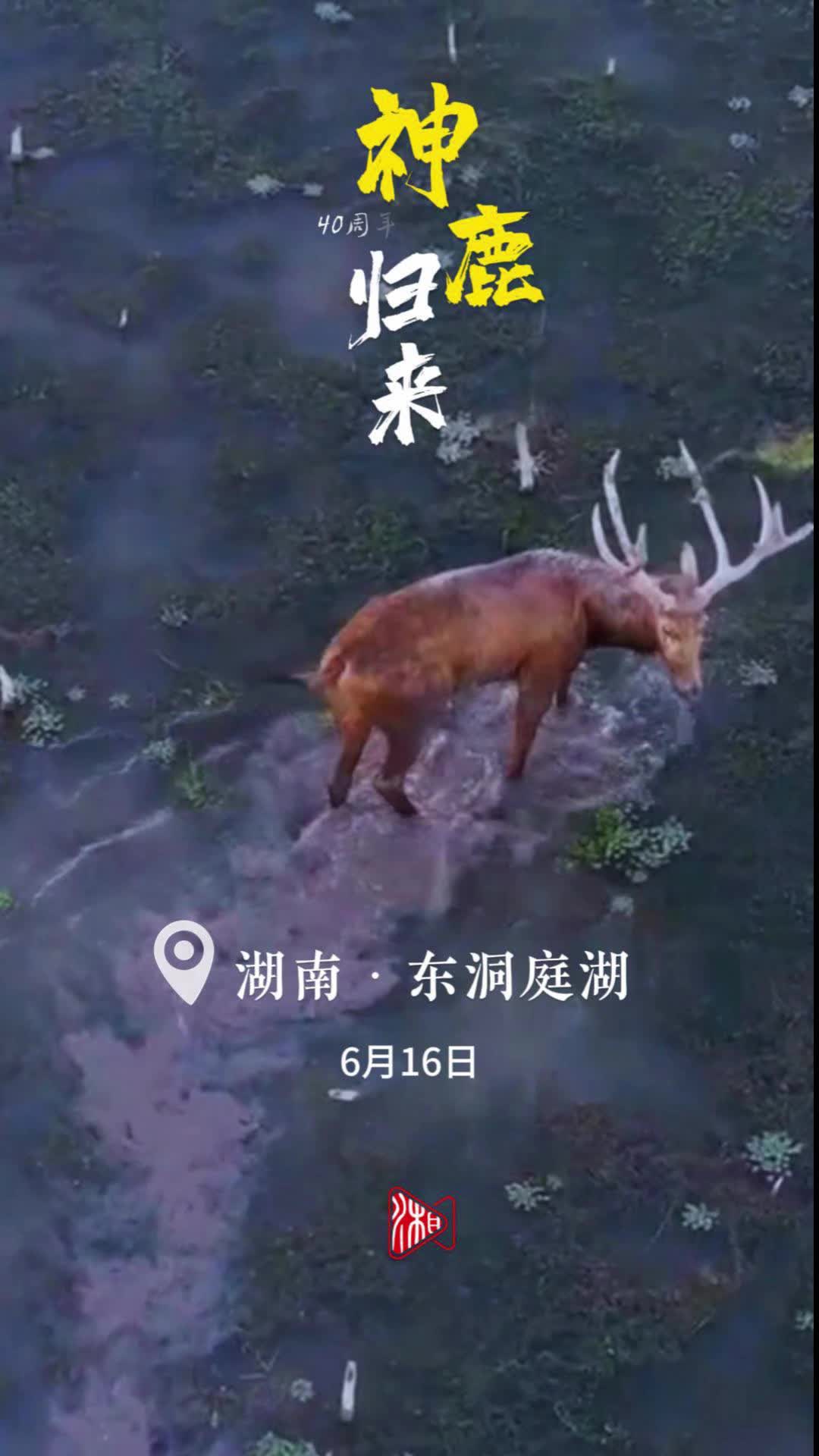 盛世中华，神鹿回归！