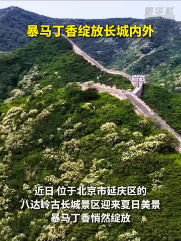 暴马丁香绽放长城内外