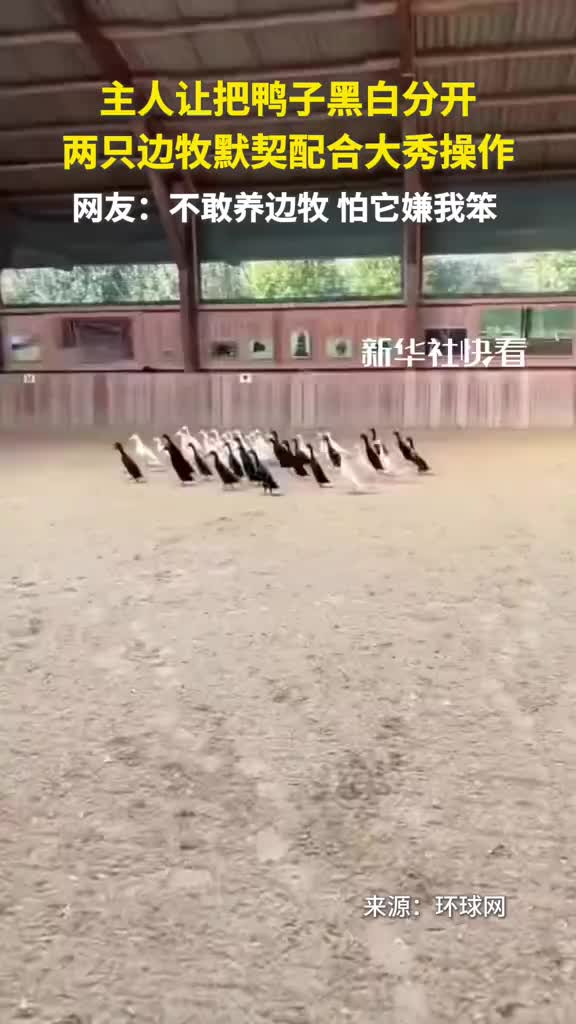 主人讓把鴨子黑白分開，兩只邊牧默契配合大秀操作！
