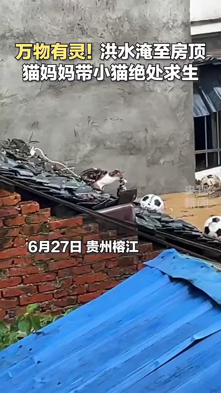 萬物有靈！貓媽媽洪水中叼著小貓絕處求生