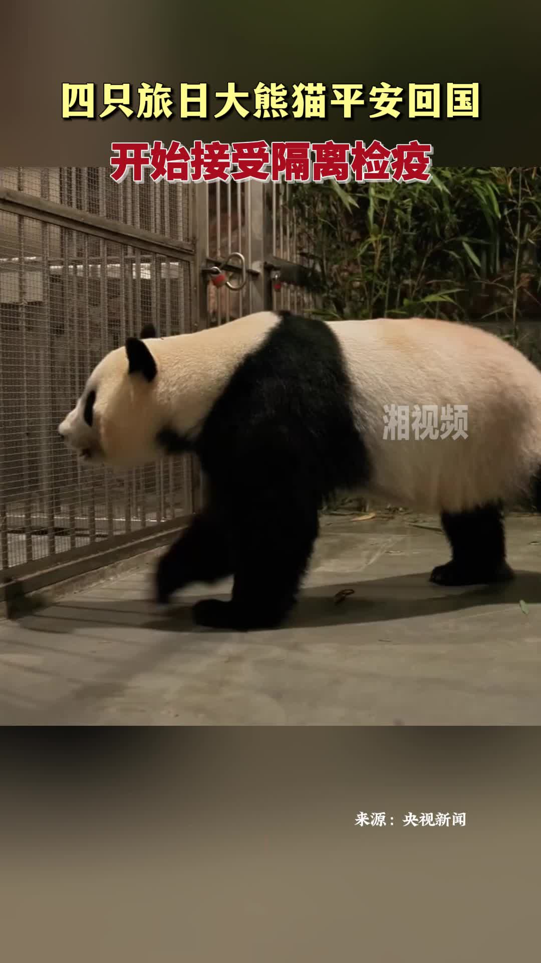 四只旅日大熊貓平安回國！