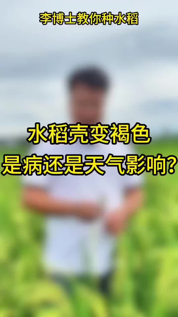 主播看三农 | 李博士教你种水稻：稻壳呈褐色怎么办？