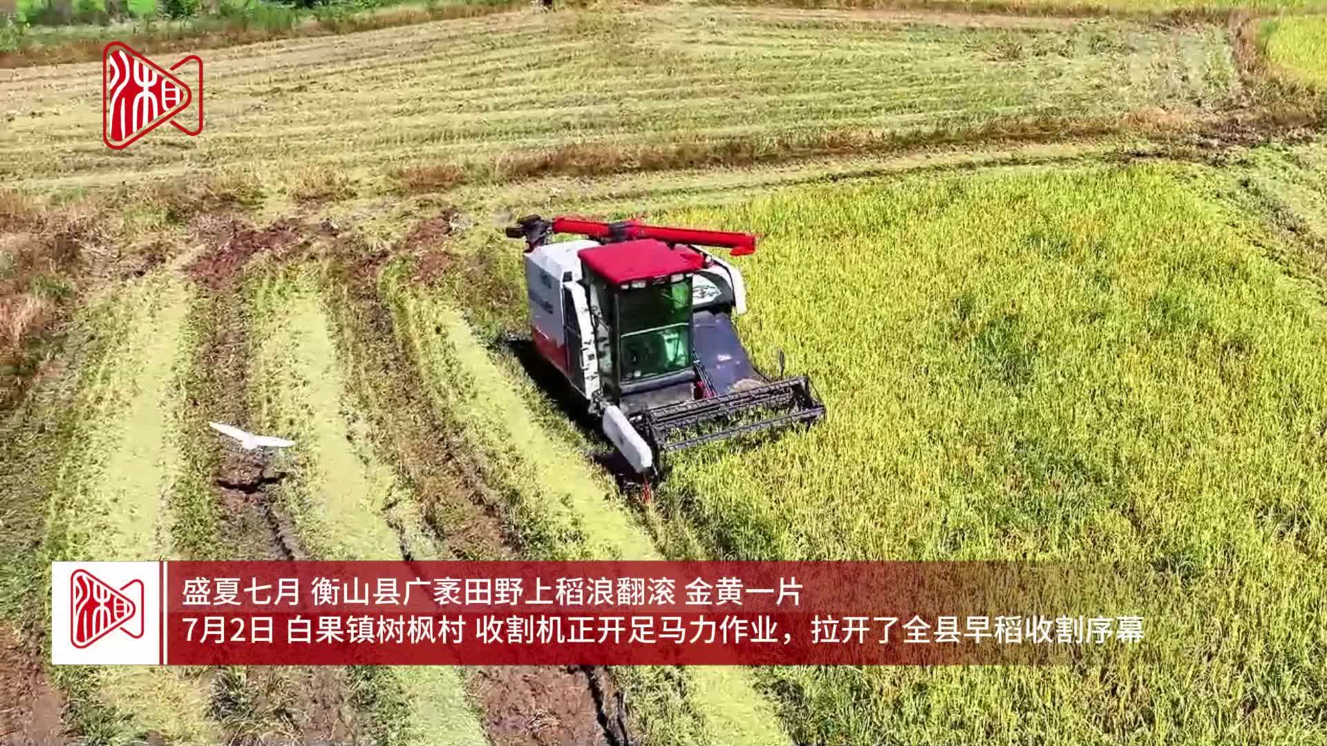 衡山县：白鹭翩跹伴稻收