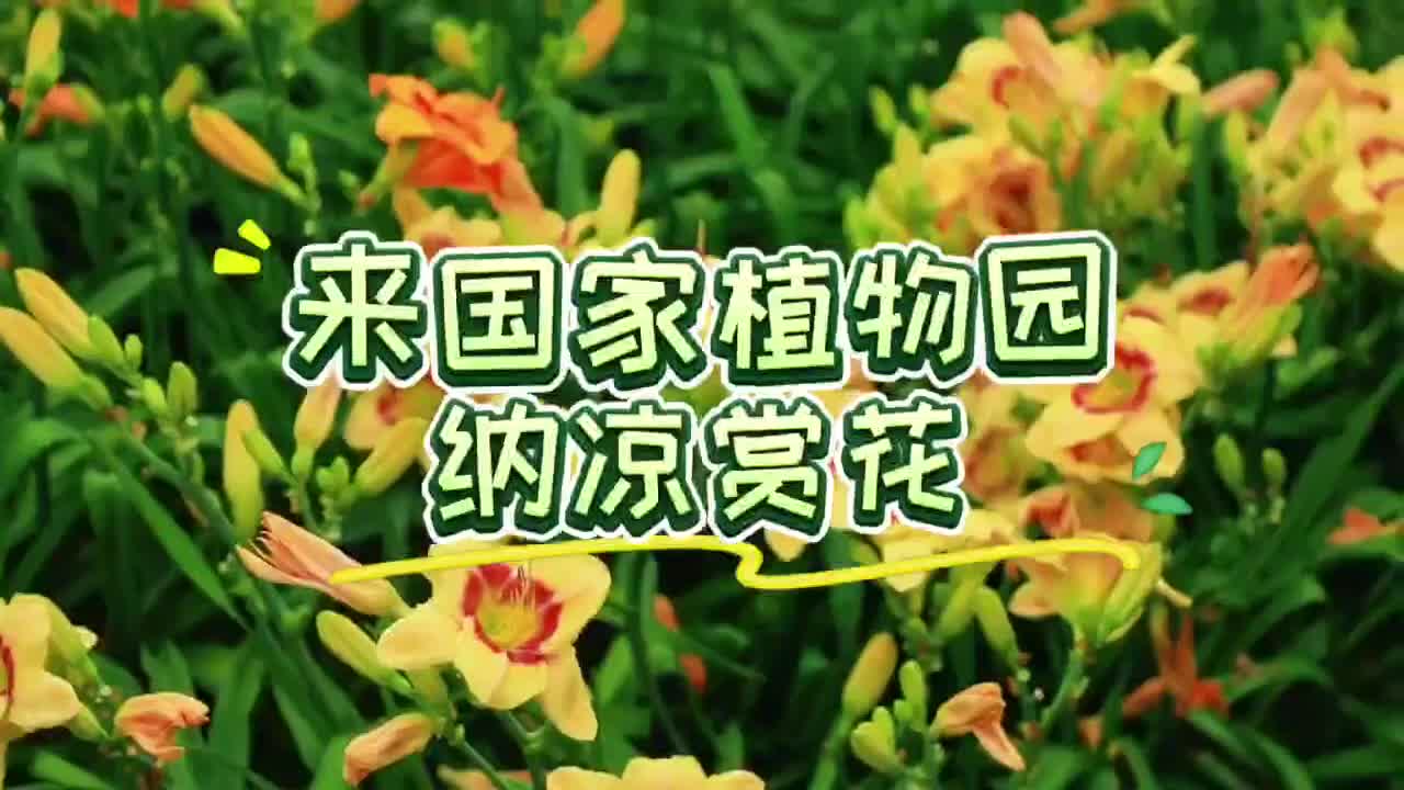 夏花絢爛！國家植物園萱草睡蓮等進入盛花期