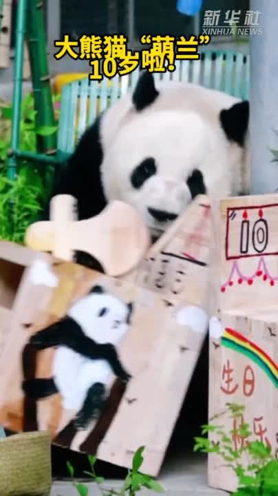 大熊猫“萌兰”10岁啦！