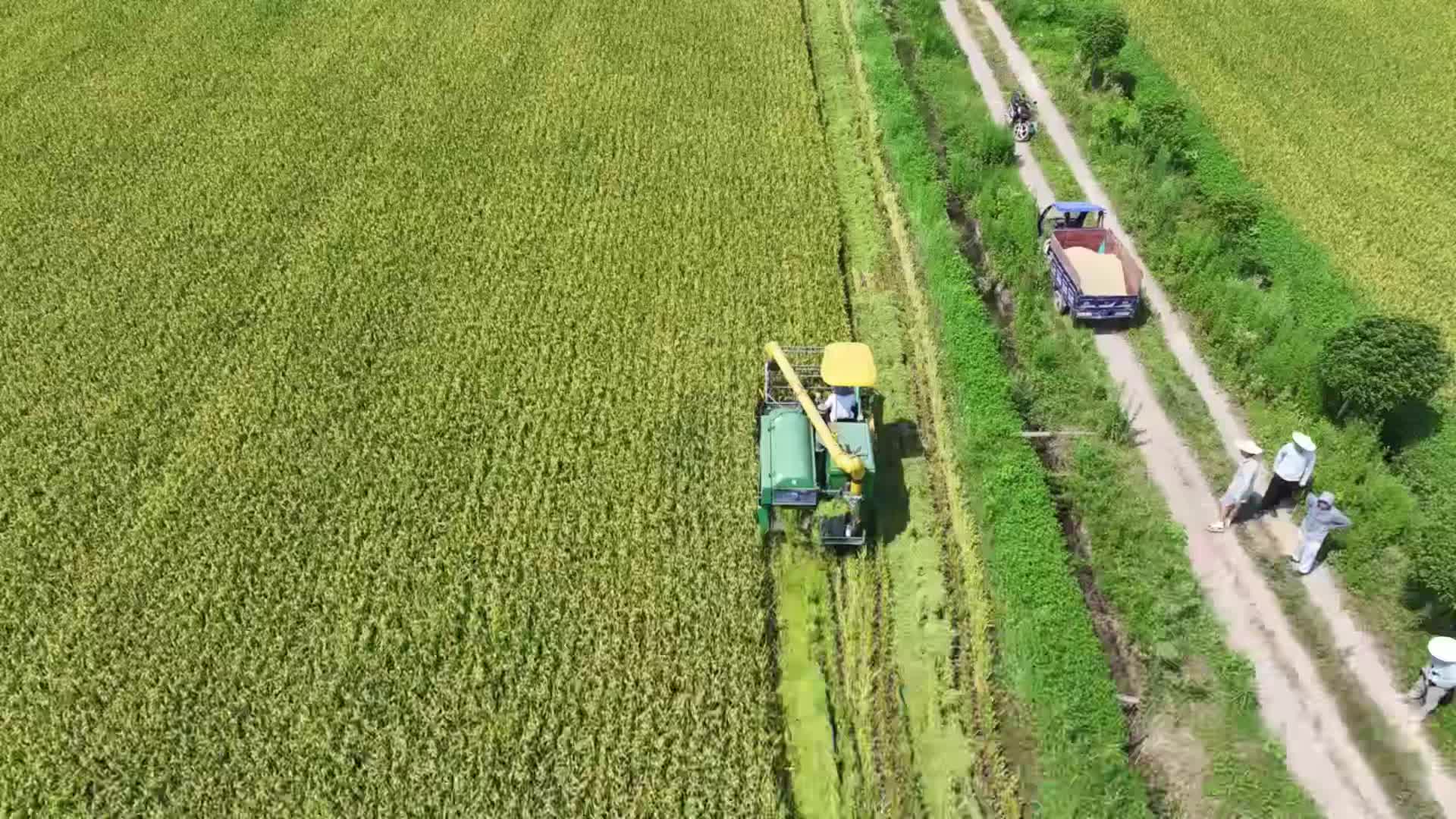 瀏陽30.58萬畝早稻開鐮迎豐收@湖南日報(bào)
