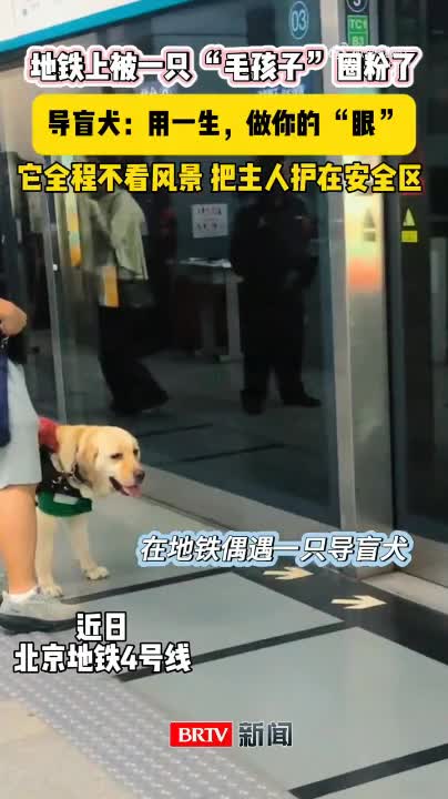在北京地鐵偶遇導(dǎo)盲犬，“毛孩子”的守護太溫暖了