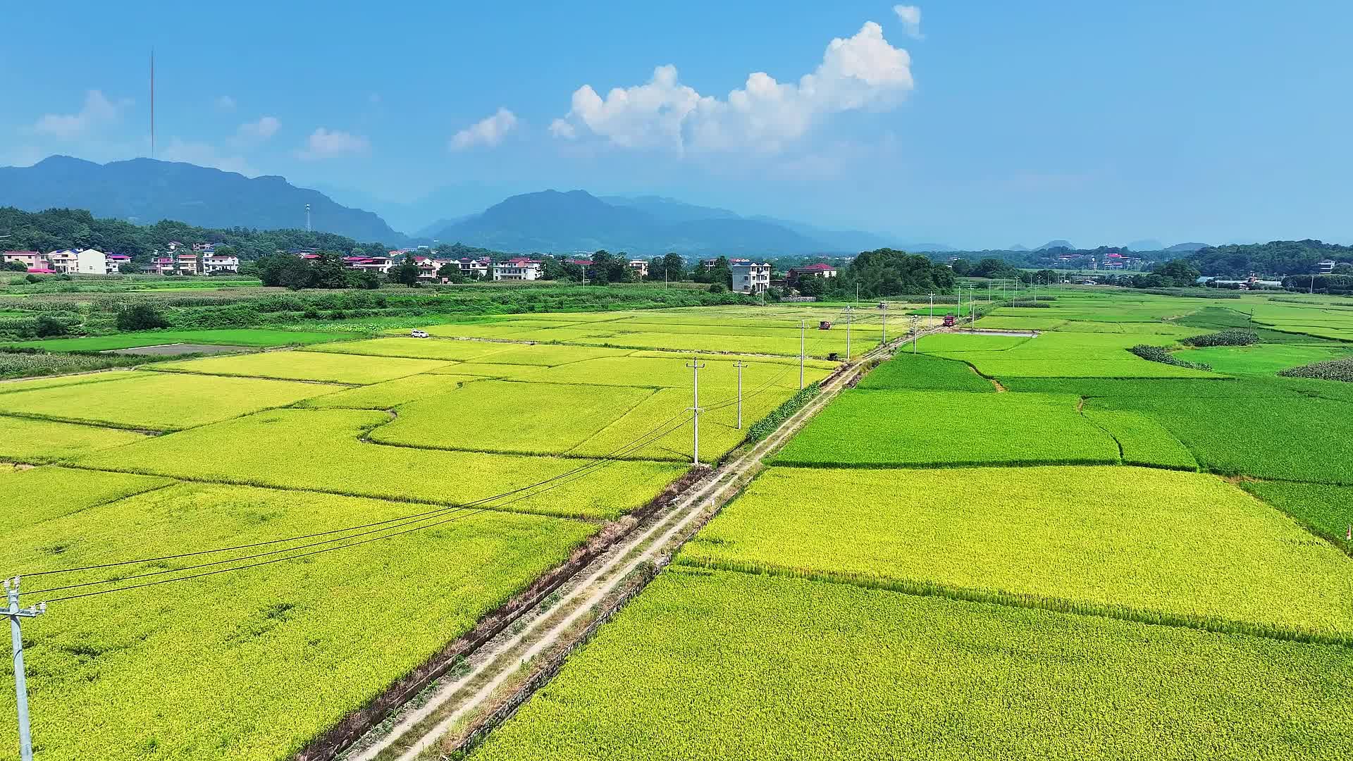盛夏“双抢”忙
