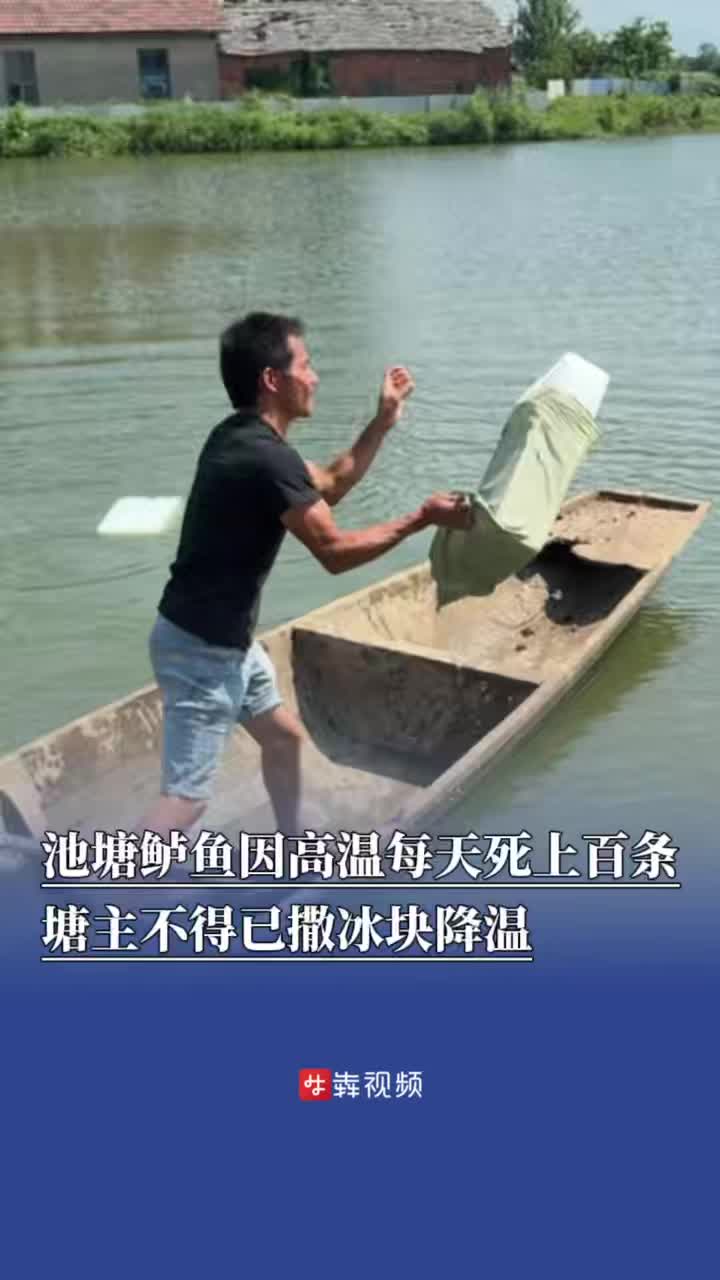 鱸魚持續(xù)死亡，塘主撒冰塊降溫
