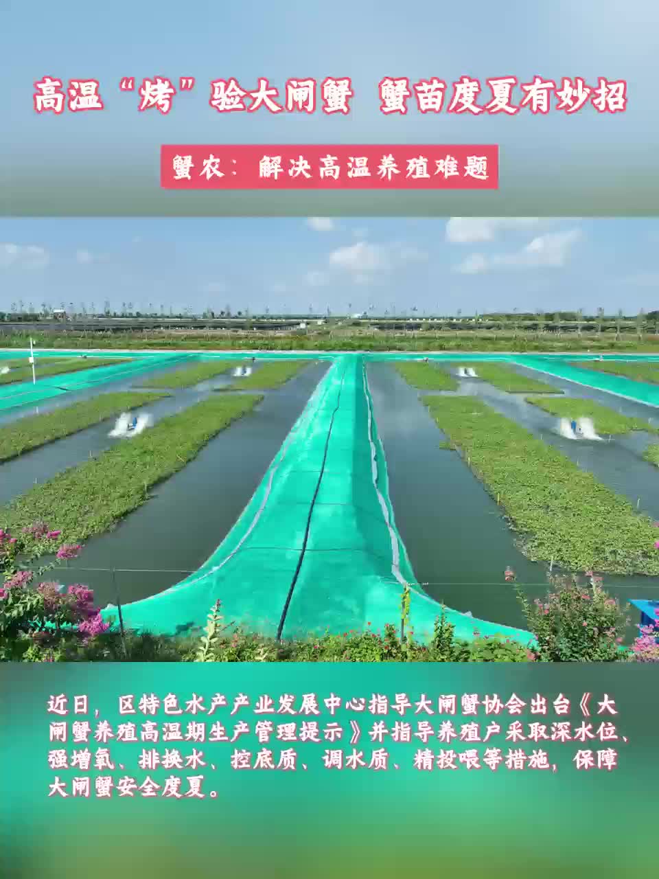 蟹寶寶怕熱？大通湖區(qū)“六招”保障蟹苗安全度夏