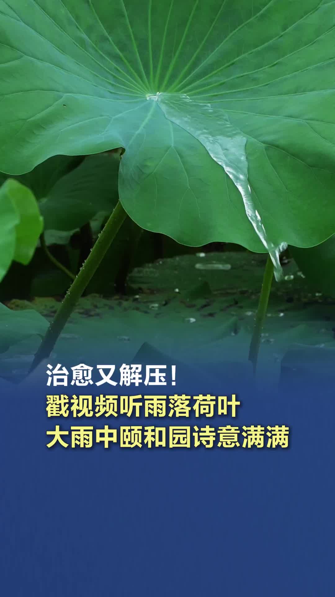 治愈又解壓！戳視頻聽(tīng)雨落荷葉，大雨中頤和園詩(shī)意滿(mǎn)滿(mǎn)
