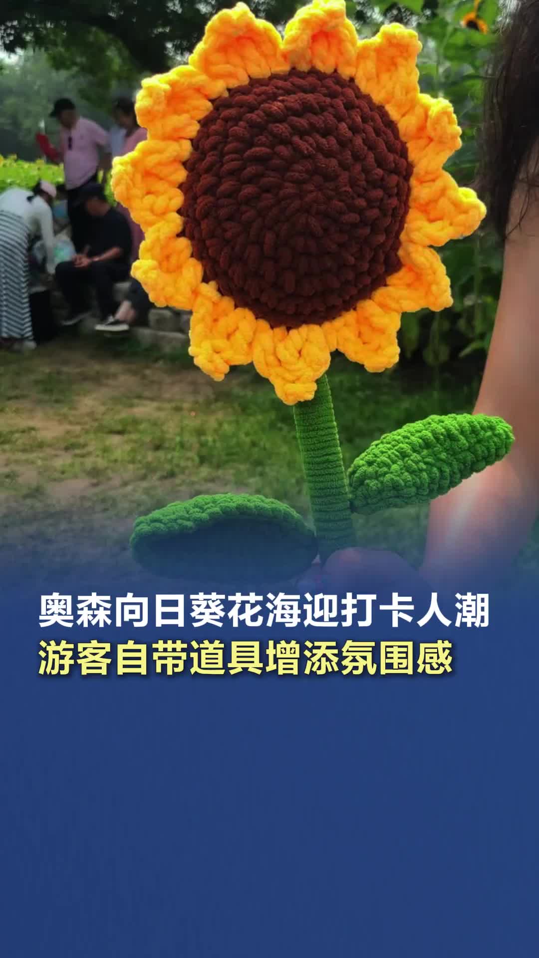 奧森向日葵花海迎打卡人潮