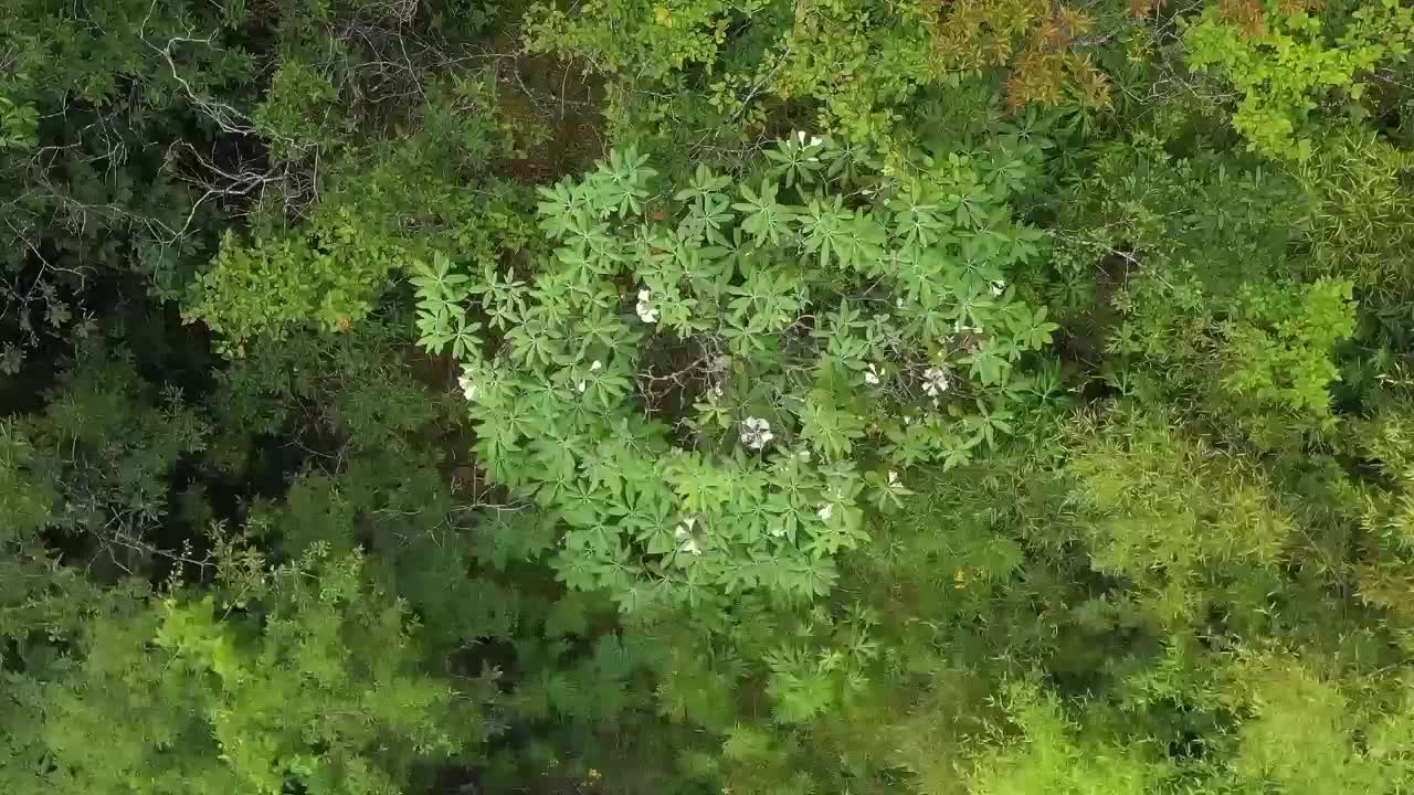 炎陵发现小溪洞杜鹃野生群落 | 湖南日报