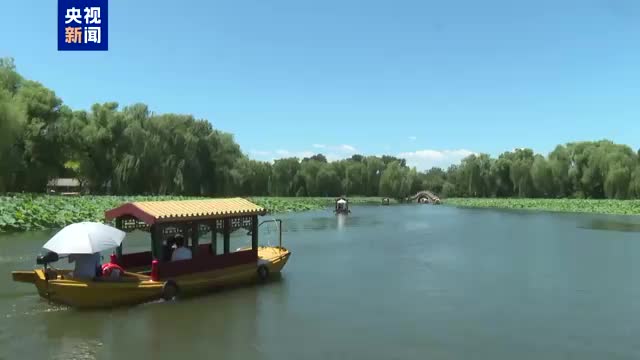 “接天蓮葉無窮碧” 此刻在圓明園具象化了！