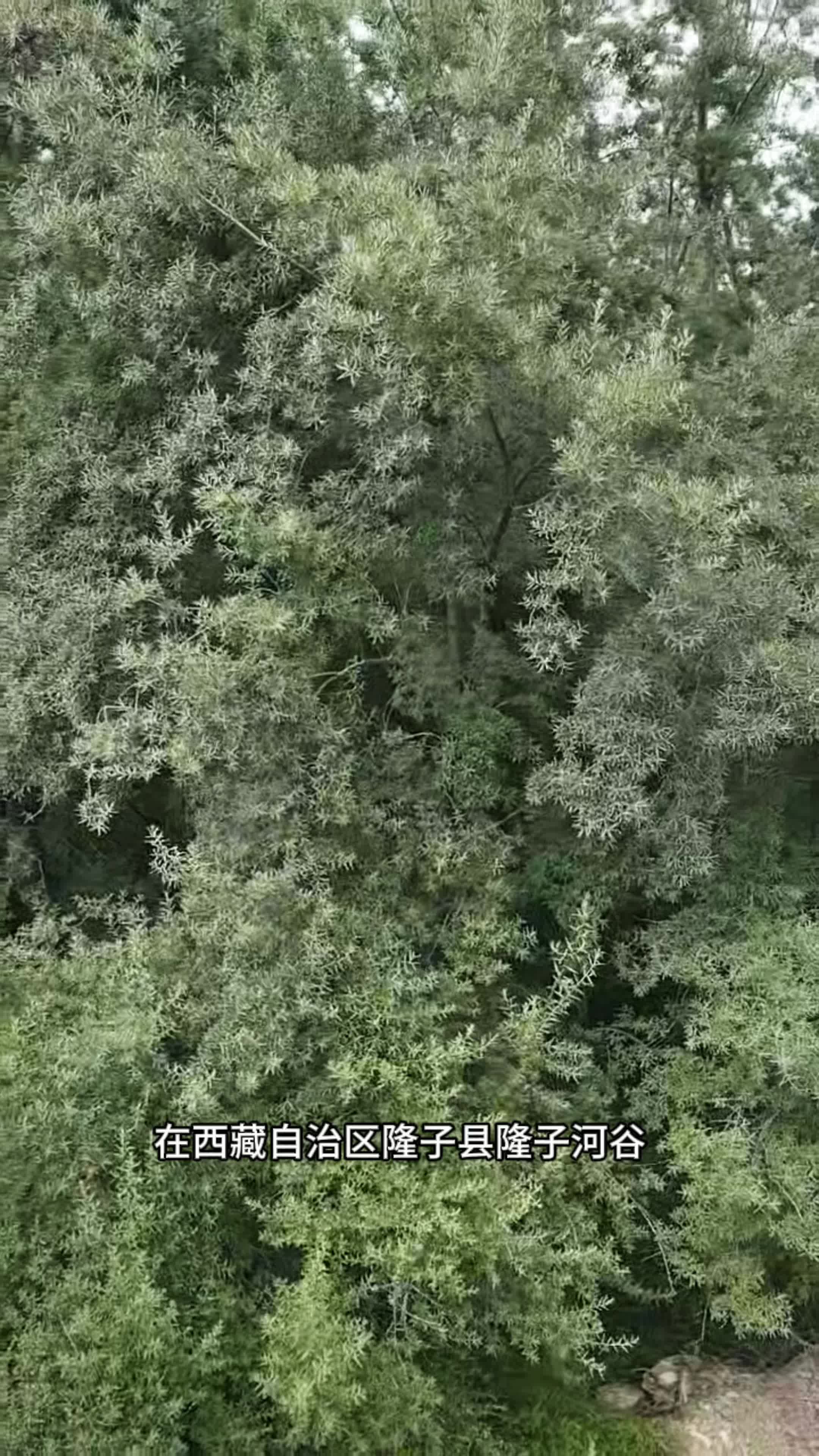 “世界最大人工種植連片沙棘”第一代栽樹人桑旦奶奶：  現(xiàn)在生活是真好，要是再年輕一點該多好！