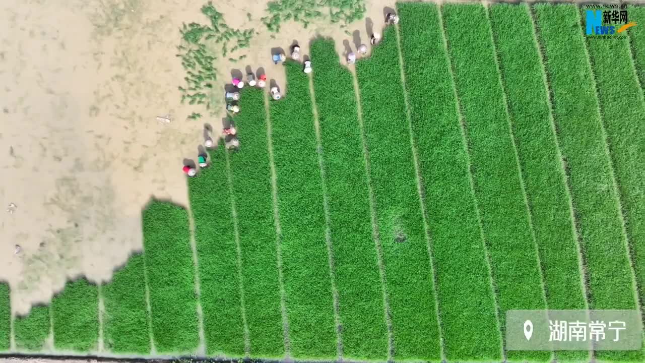 湖南常寧：晚稻插秧 織就農(nóng)耕圖景