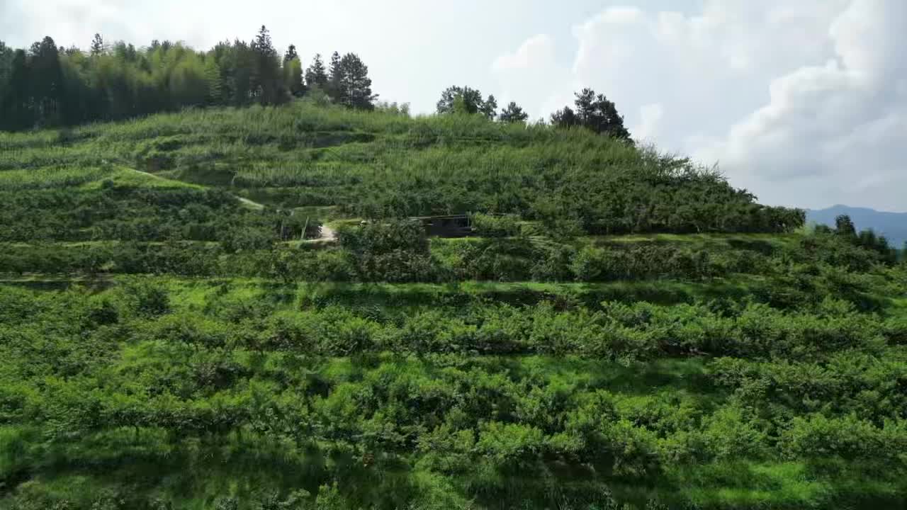 綏寧：荒山變桃園 巾幗繪就鄉(xiāng)村振興美麗畫卷