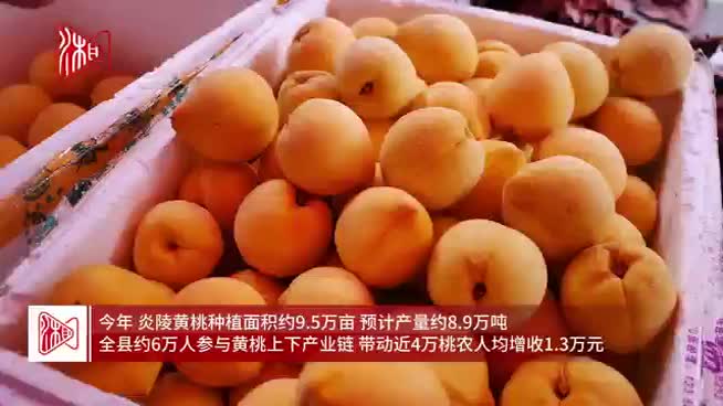 第三届炎陵黄桃文化季开幕