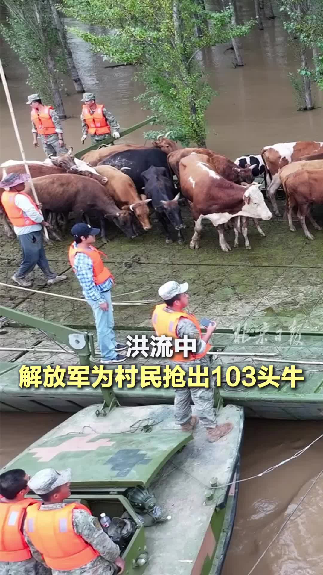 洪流中，他們搭起門橋為村民搶出103頭牛