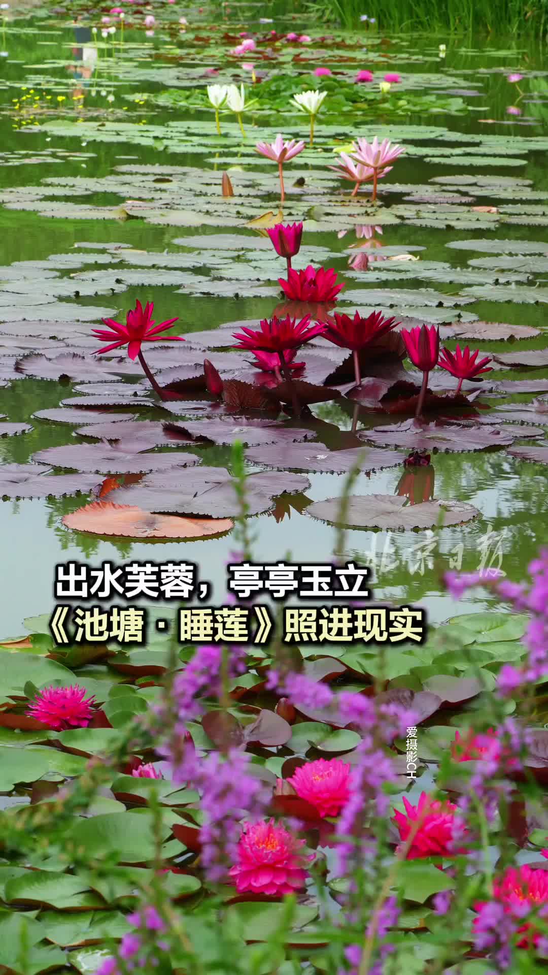 出水芙蓉，亭亭玉立！《池塘·睡蓮》照進現(xiàn)實