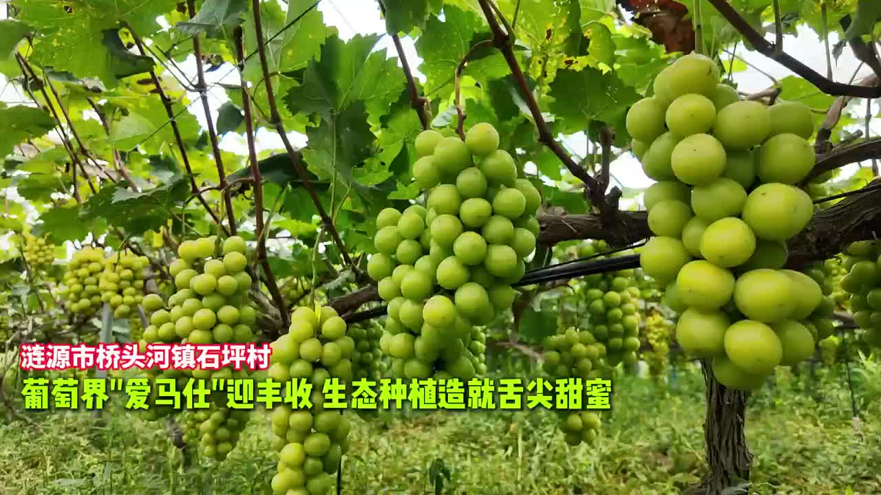 视频|涟源：葡萄界“爱马仕”迎丰收