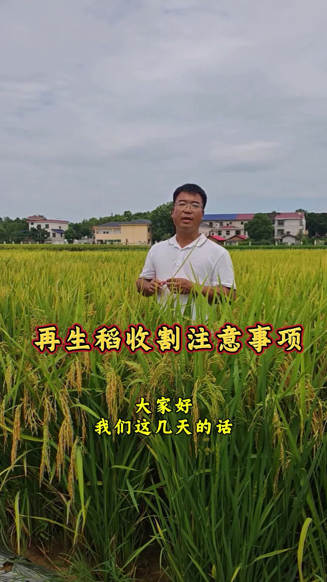 主播看三農(nóng) | 李博士教你種水稻：再生稻頭茬如何收割，才能讓第二茬更高產(chǎn)？