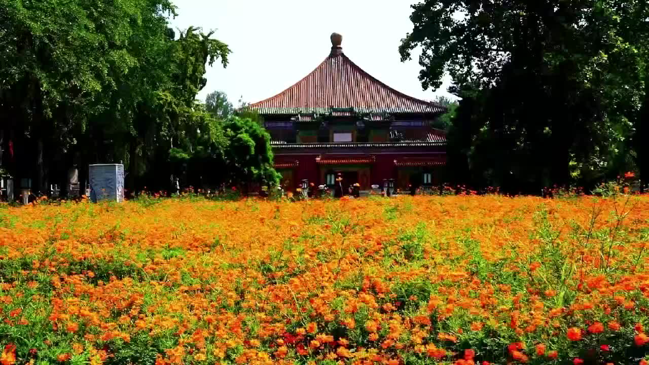 北海公園這片花海進(jìn)入最佳觀賞期，宛如絢麗畫(huà)卷