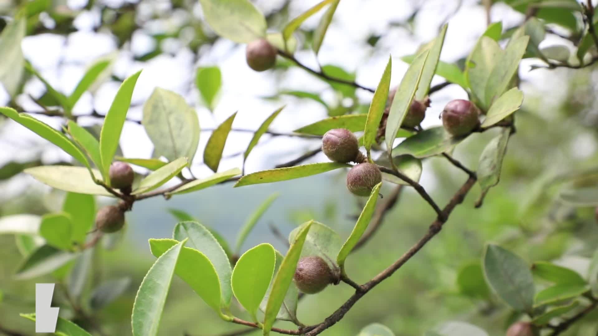 全國生態(tài)日｜綠金“變奏曲”①種綠生財
