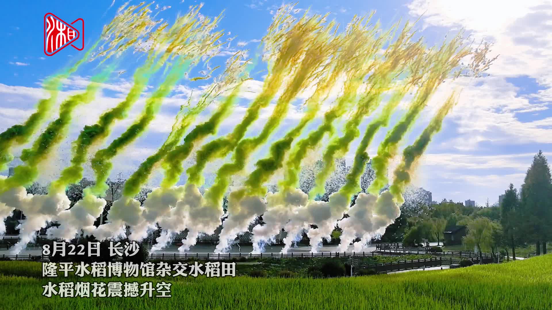 視頻|隆平水稻博物館上空，水稻煙花震撼綻放！