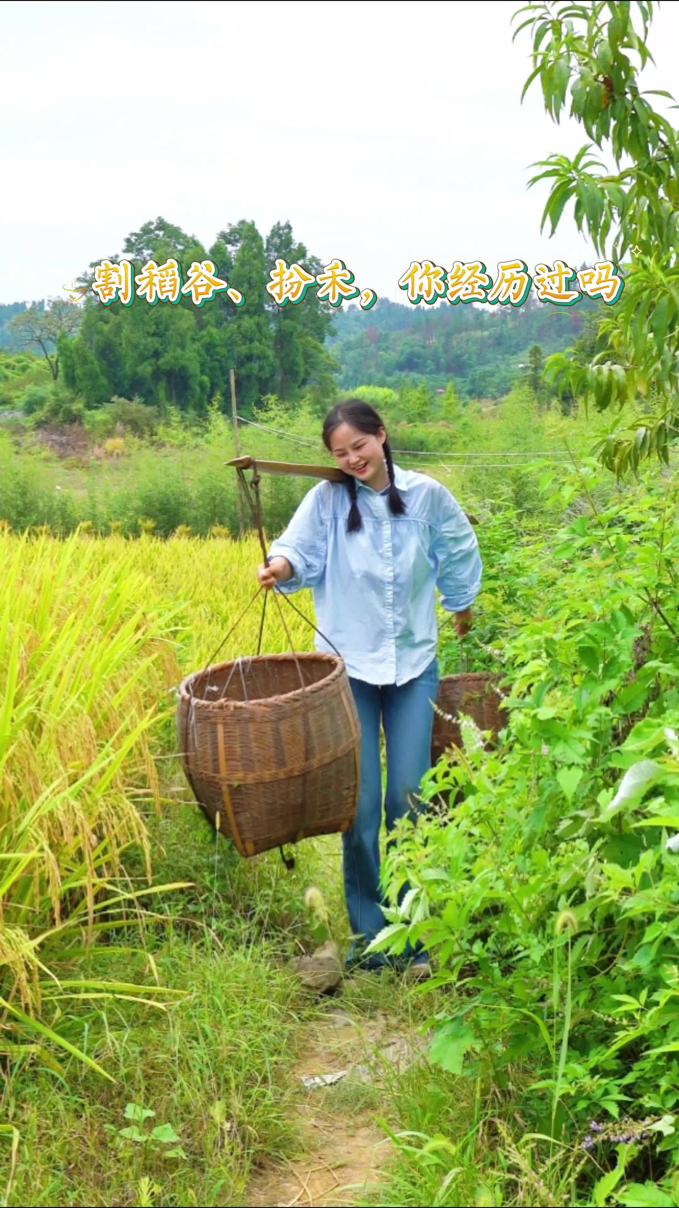 田坎侃丨一次水稻收割，打開(kāi)了多少人的記憶
