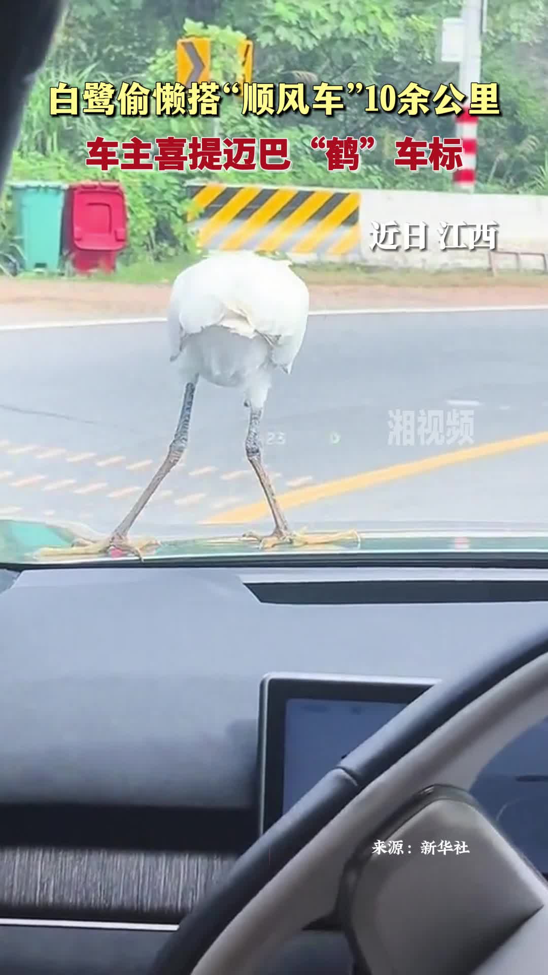 白鷺偷懶搭“順風(fēng)車”10余公里 車主喜提邁巴“鶴”車標(biāo)