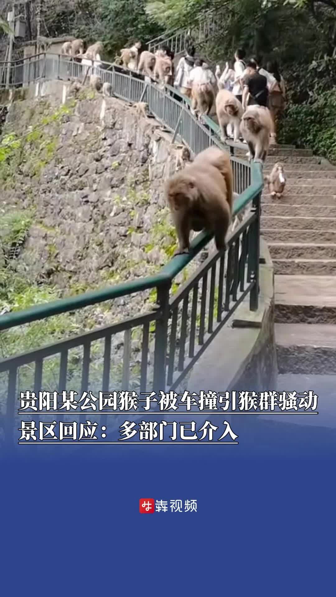 貴陽某公園猴子被車撞引猴群騷動(dòng)，景區(qū)回應(yīng)：多部門已介入