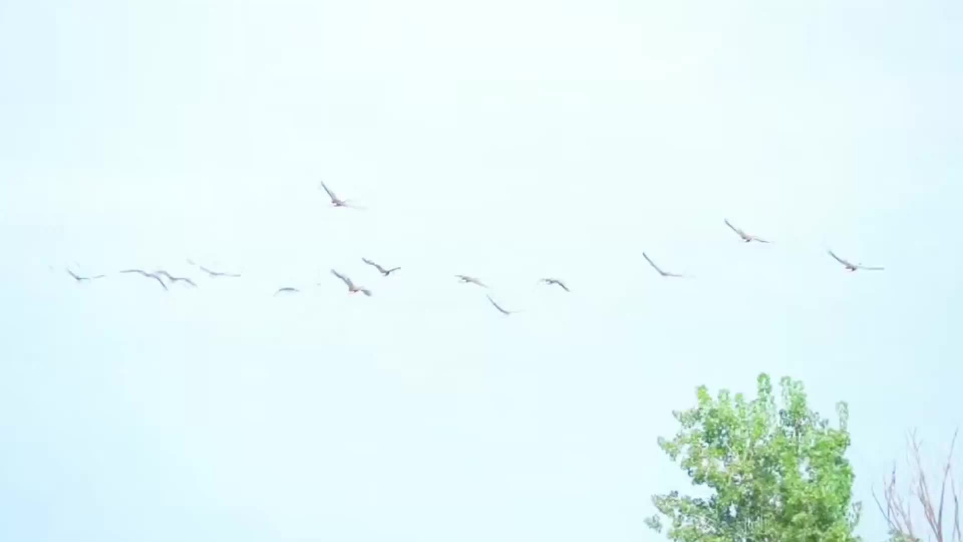 雨霽南海子，人鳥(niǎo)和諧共生詩(shī)意長(zhǎng)卷