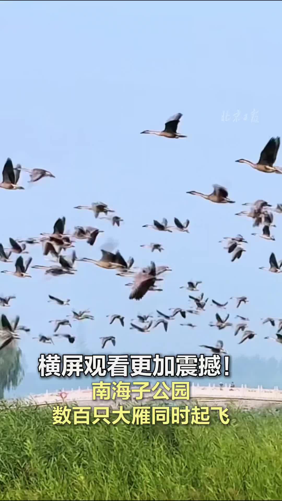 横屏观看更加震撼！南海子公园数百只大雁同时起飞
