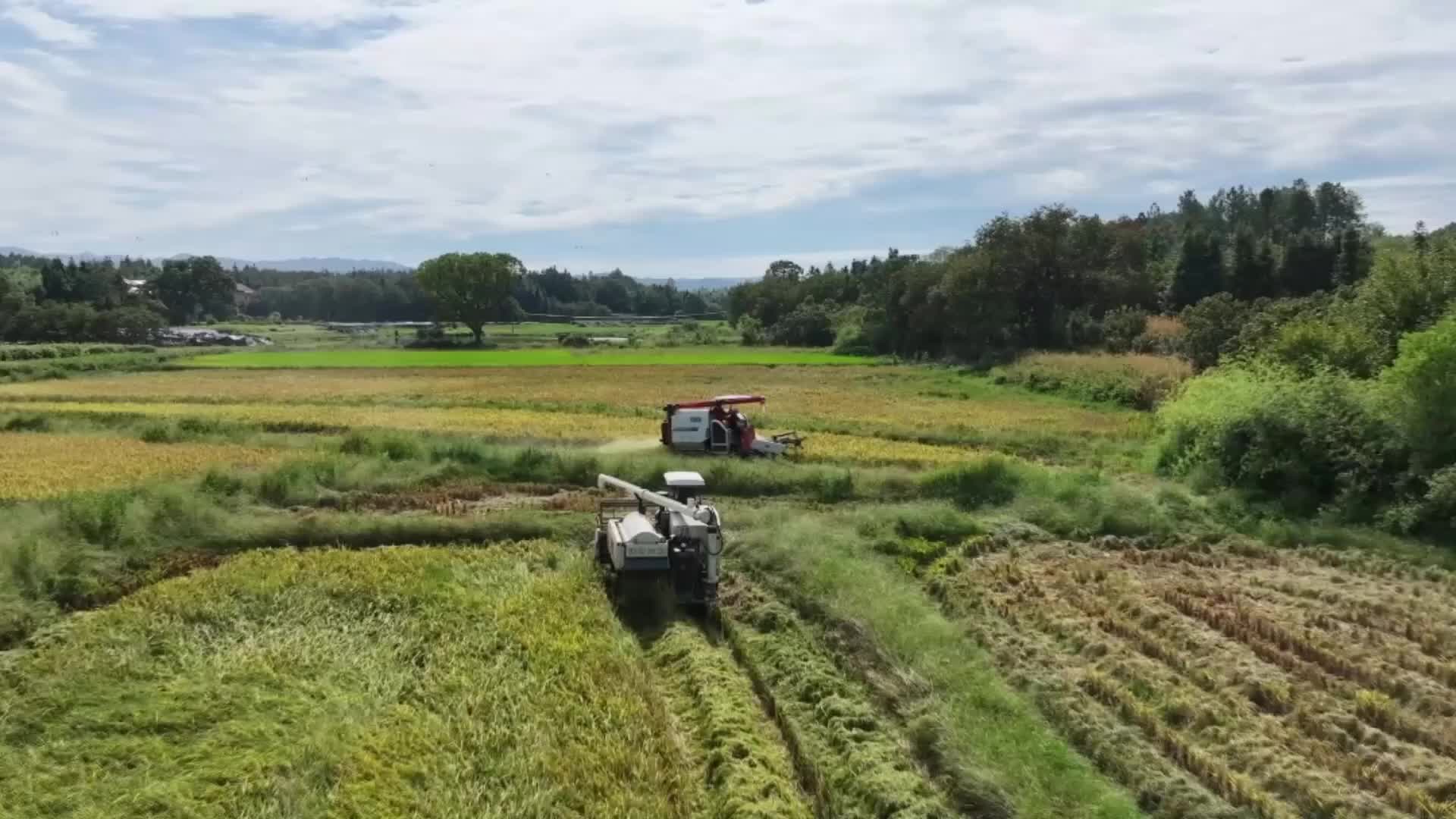 茶陵18.42萬畝中稻收割忙