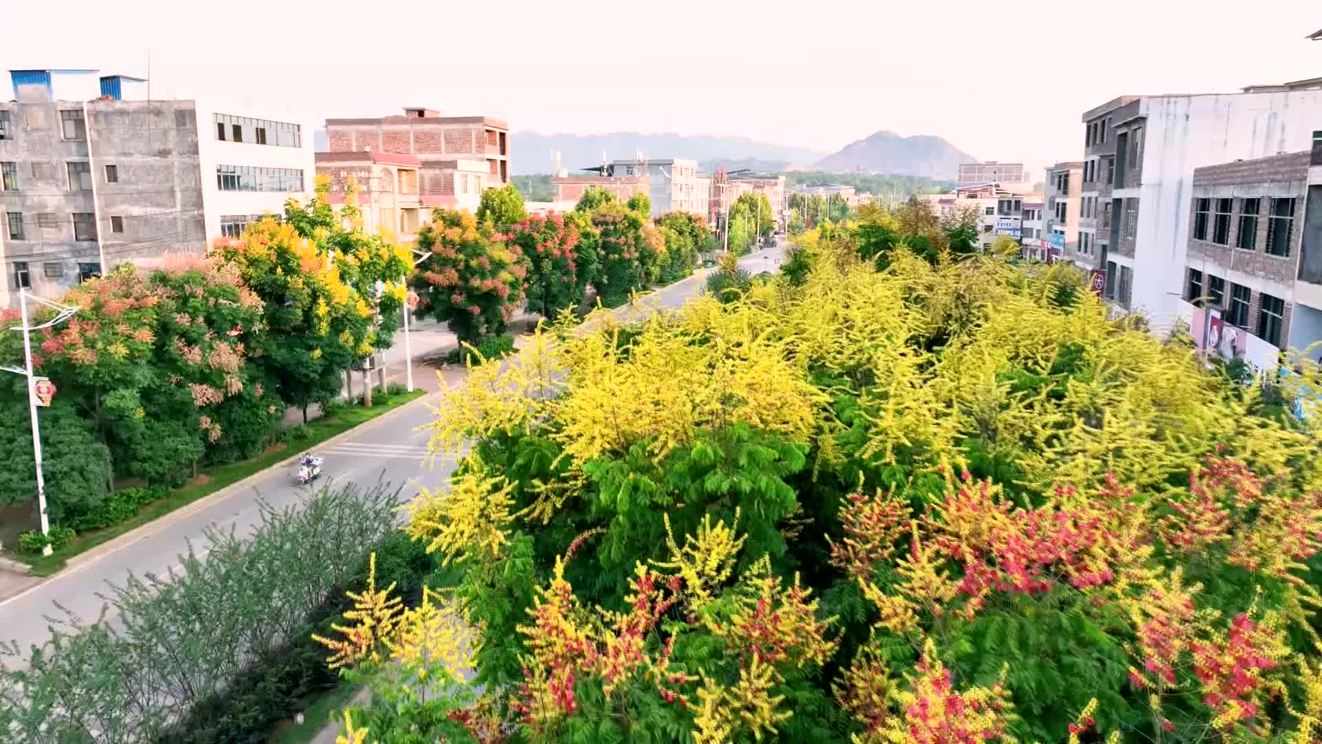 寧遠(yuǎn)：欒樹花開，送來秋日寄語