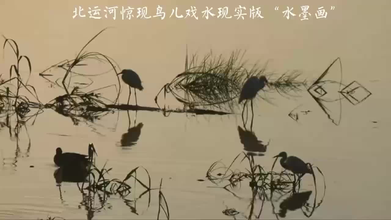北運河畔驚現(xiàn)鳥兒戲水現(xiàn)實版“水墨畫”