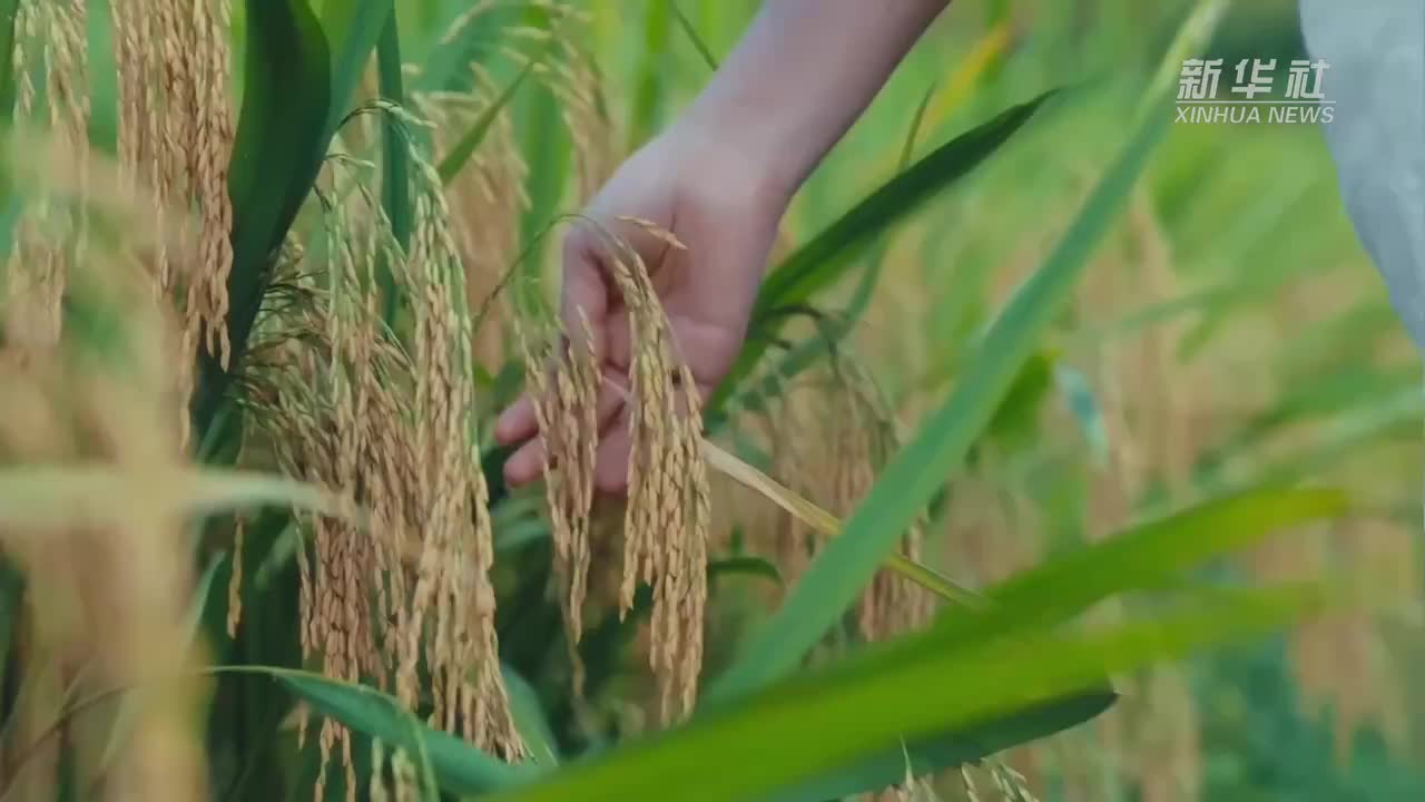 与李子柒一起畅游福地怀化