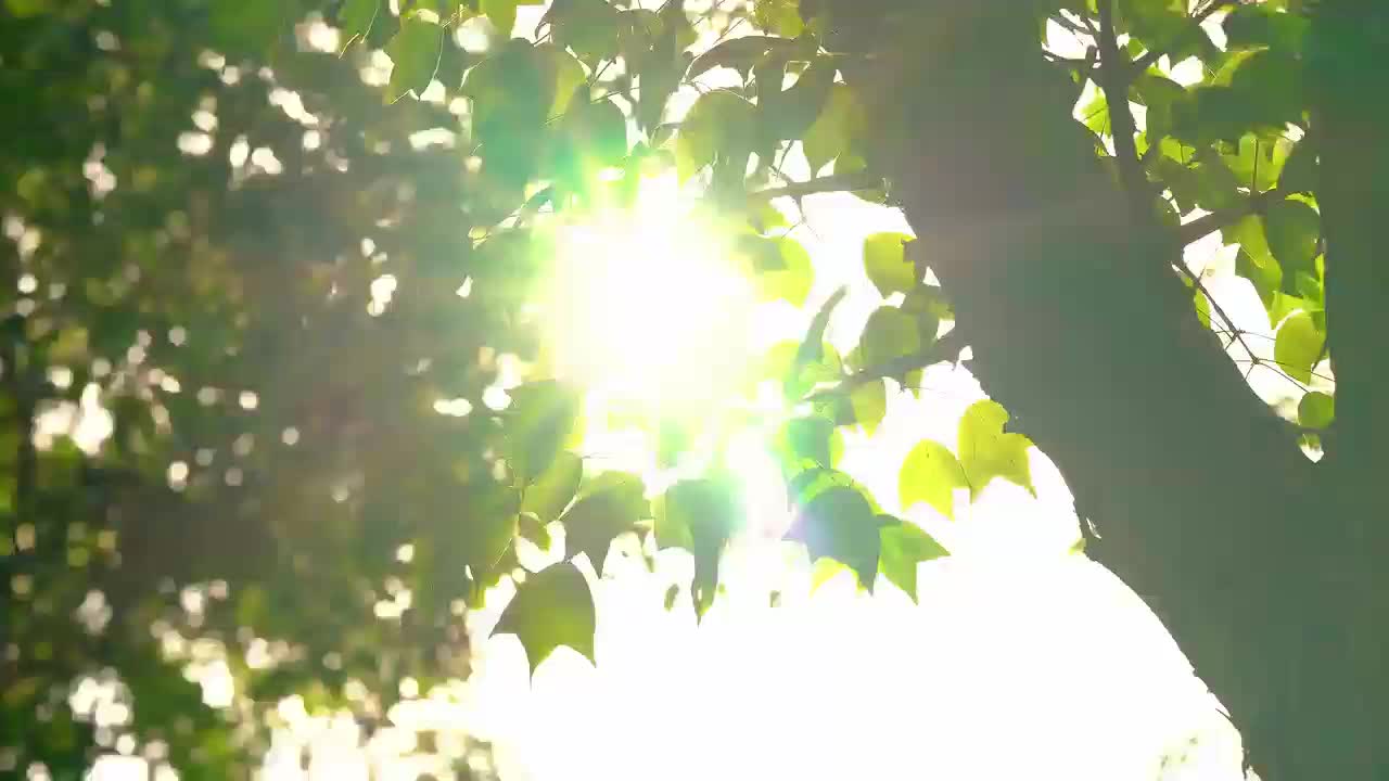 登革热vs基孔肯雅热：蚊虫大战大不同！