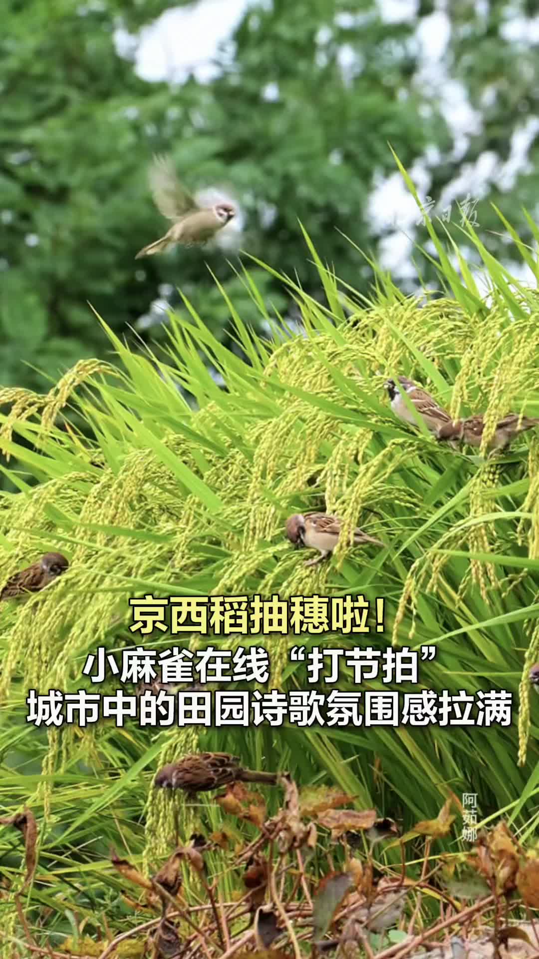 京西稻抽穗啦！小麻雀在线“打节拍”，都市田园诗歌氛围感拉满