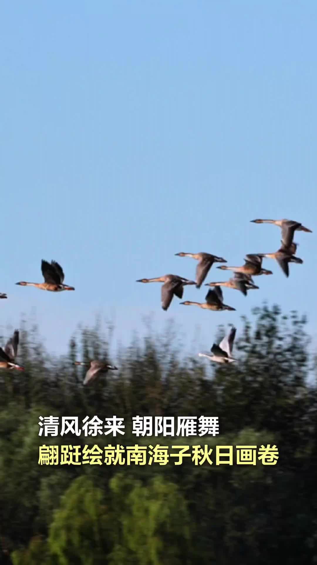 清风徐来、朝阳雁舞，翩跹绘就南海子秋日画卷