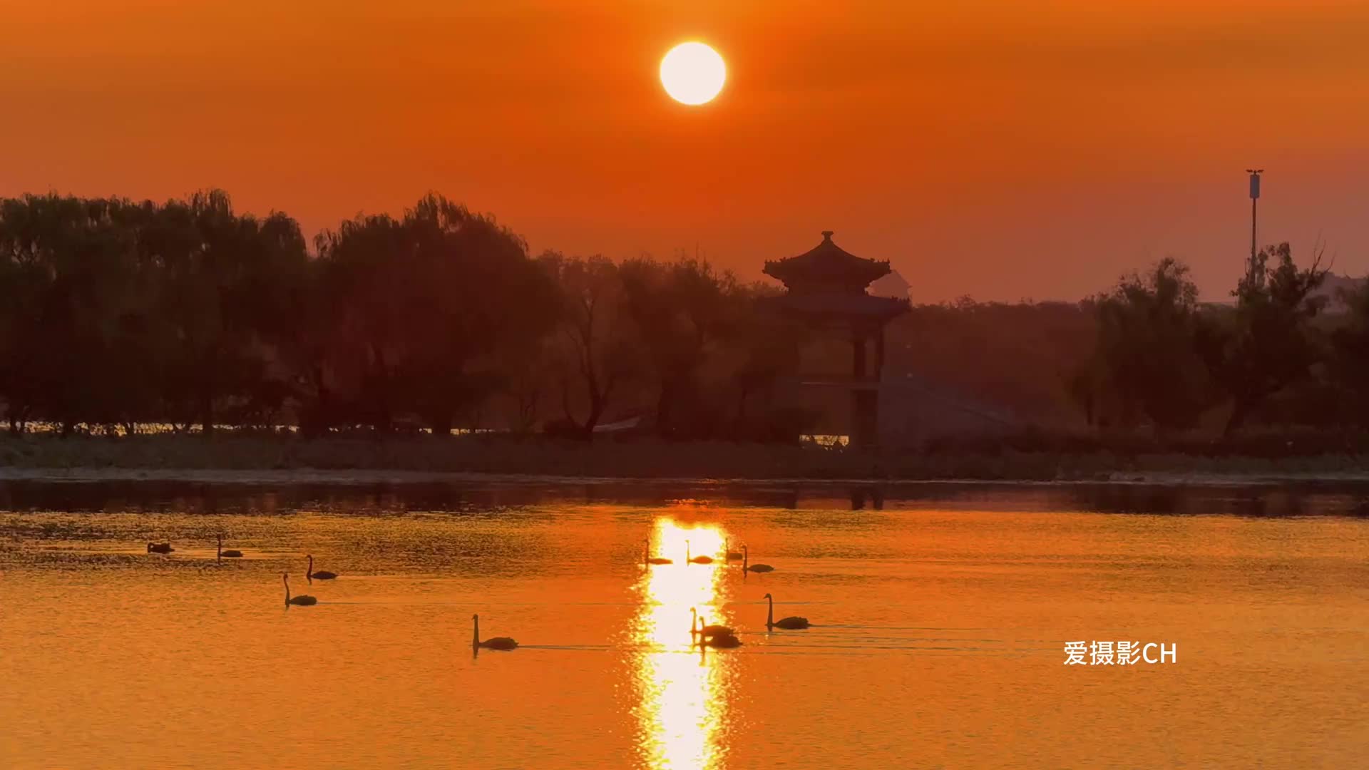 颐和园二十余只黑天鹅晨起齐飞，与朝霞共舞染金秋