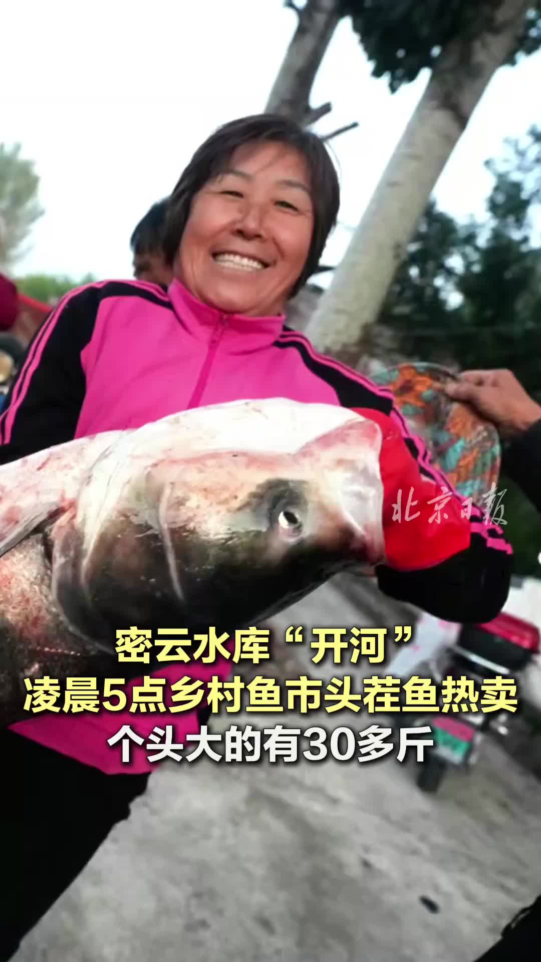 密云水库“开河”，凌晨5点乡村鱼市头茬鱼热卖