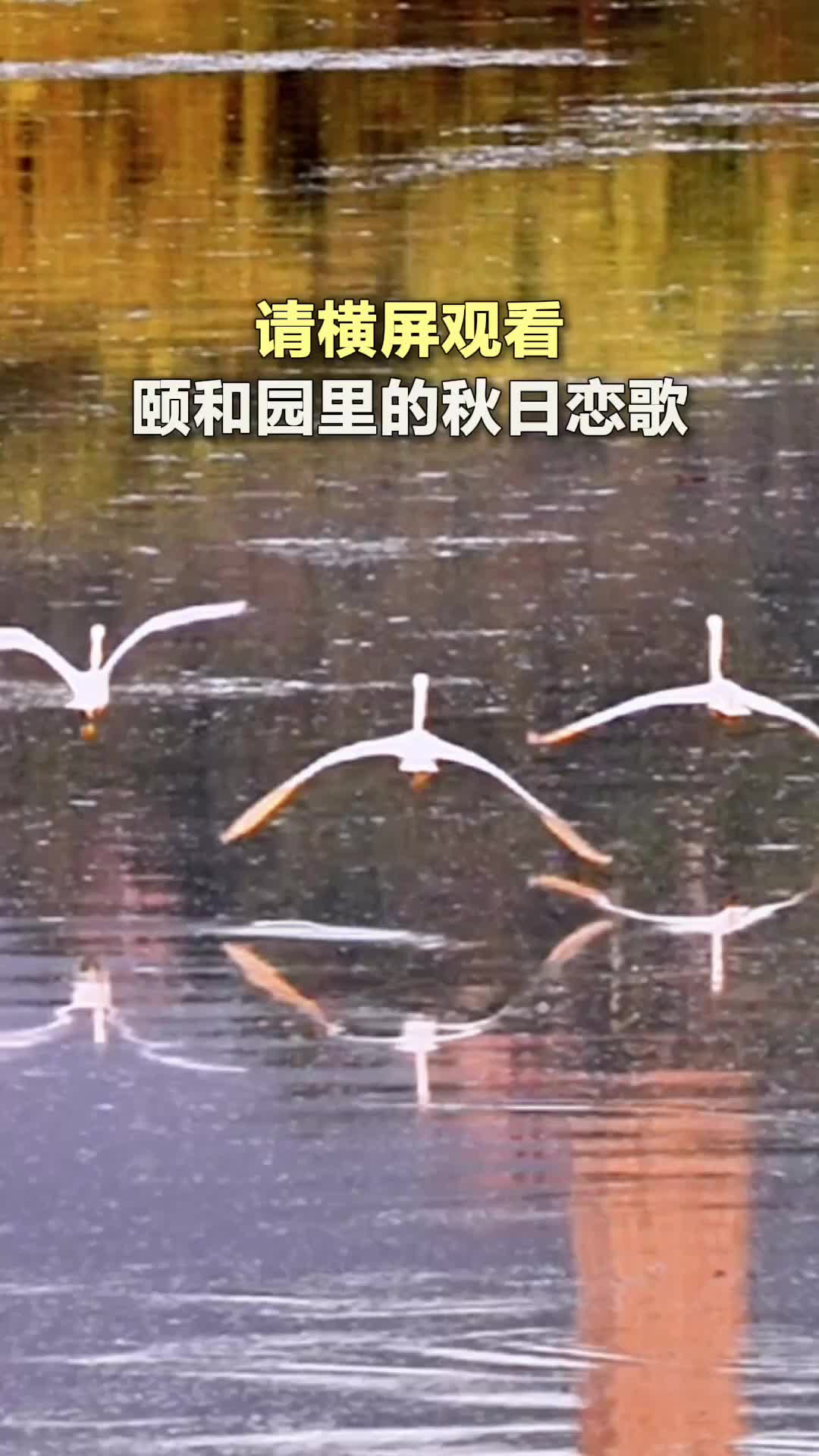请横屏观看——颐和园里的秋日恋歌