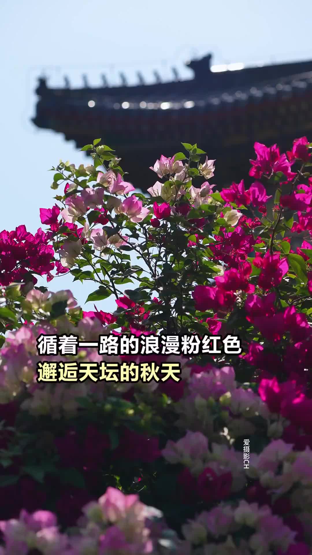 循着一路的浪漫粉红色,邂逅天坛的秋天