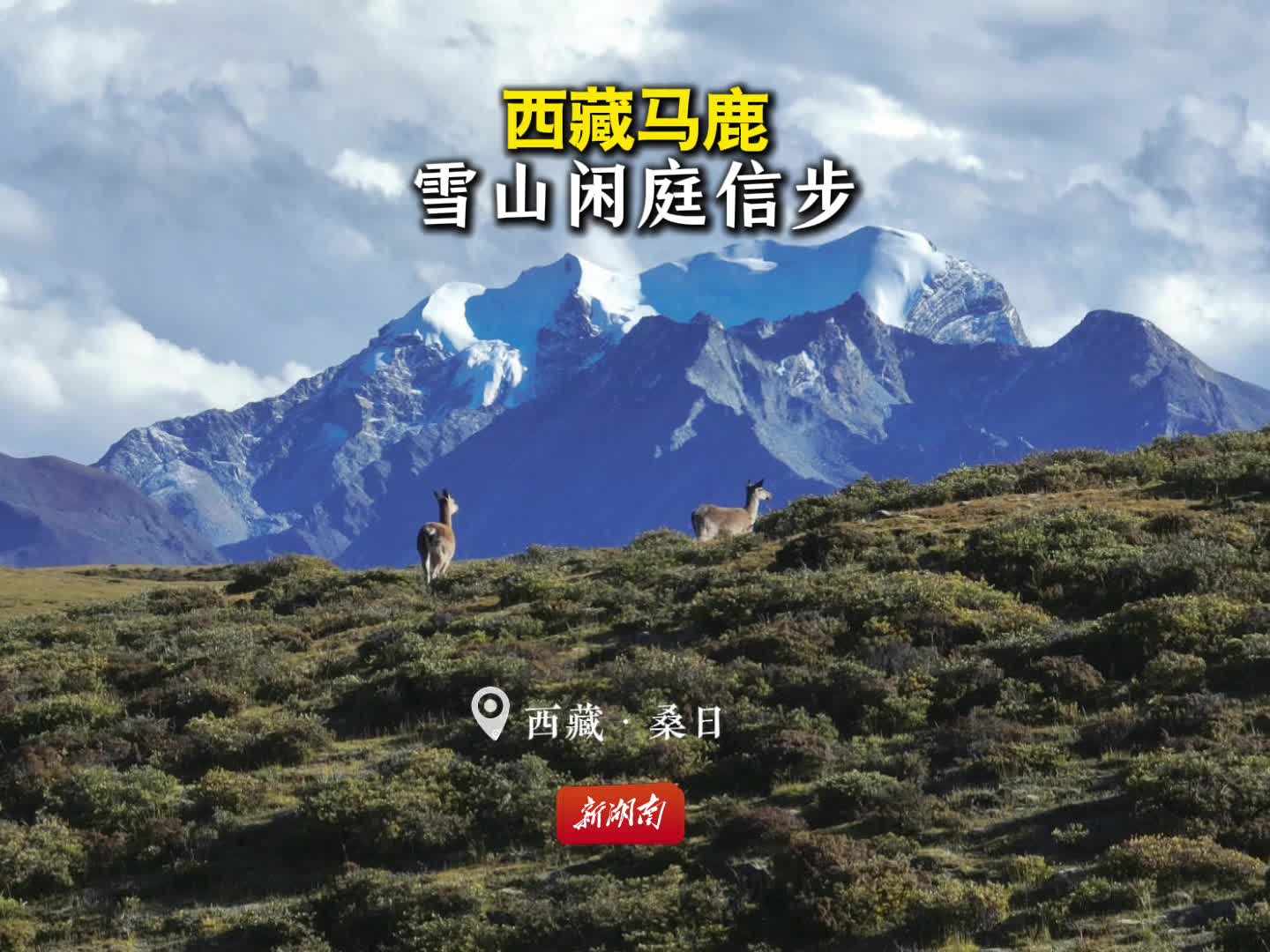 桑日有“岳”⑨丨难得一见！“高原精灵”马鹿雪山下漫步